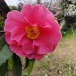 Camellia sasanquaFlor