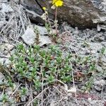 Helianthemum italicum Celota