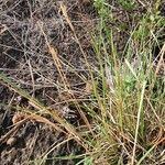 Heteropogon contortus Fruit