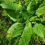 Triosteum perfoliatum Leaf