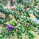 Rhaphithamnus spinosus Fruto