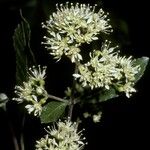 Caldcluvia paniculata Flor
