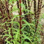 Digitalis lamarckii