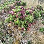 Baccharis prunifolia Flor