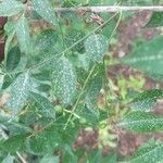 Bergera koenigii Leaf