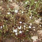Arenaria controversa Alkat (teljes növény)