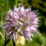 Allium strictum Květ