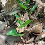 Maianthemum canadense Hoja