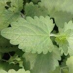 Agastache mexicana Ліст