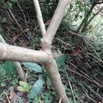Pluchea carolinensis 树皮