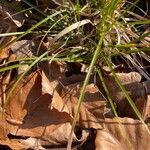 Carex pilulifera ഇല