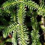 Abies numidica ഇല