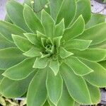 Aeonium cuneatum পাতা