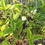 Fragaria viridis List