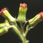 Crassocephalum rubens 花