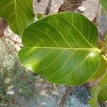 Ficus benghalensis Blatt