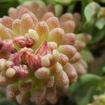 Sedum rubens Flor