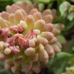 Sedum rubens 花