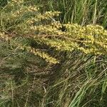 Artemisia dracunculus Flower
