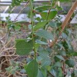 Elaeodendron transvaalense Leaf
