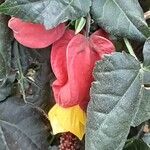 Abutilon megapotamicum Květ