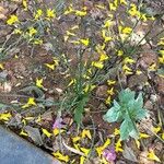 Narcissus bulbocodium Leaf