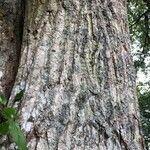 Populus x canadensis Bark