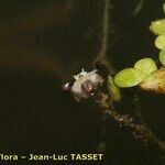 Elodea nuttallii Flower