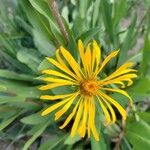 Pyrrocoma crocea Flower