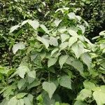 Acalypha macrostachya 整株植物