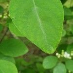 Cotoneaster multiflorus पत्ता