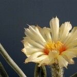 Astrophytum caput-medusae Λουλούδι