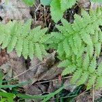 Cystopteris bulbifera Pokrój