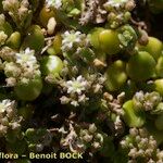 Polycarpon polycarpoides Libunga