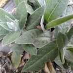 Cyanus triumfettii Leaf