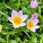 Tulipa humilis Цвят