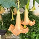 Brugmansia versicolor Blomst