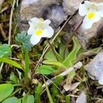 Pinguicula alpina Flor