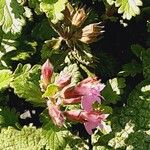 Teucrium chamaedrys Blüte