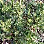 Potentilla hirta Leaf