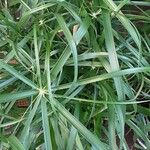 Cyperus alternifolius Leaf