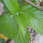 Ficus hispida Blad