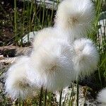 Eriophorum scheuchzeri Fruit