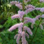 Astilbe japonica Lorea