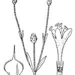 Cephalaria syriaca Övriga