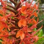 Hedychium coccineum Flor