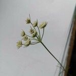 Seseli annuum Blüte