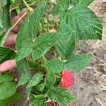 Rubus idaeusПлод