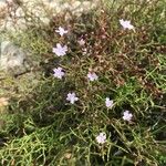 Limonium articulatum Habitus