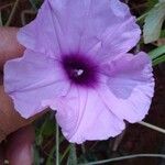 Ipomoea cairica പുഷ്പം